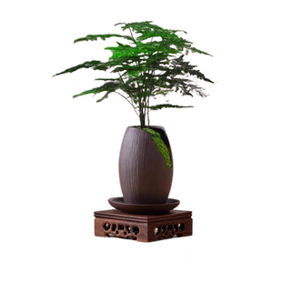 高端文竹盆栽室内桌面植物办公室盆景造景摆件高级好养粗壮矮绿植