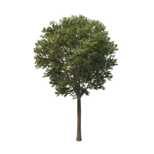 杨树苗无絮杨小苗扦插条护河堤遮阳耐寒绿化造林风景树速生杨树苗