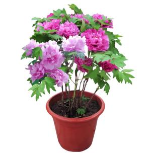 芍药花苗重瓣带芽种根四季种花卉鲜花阳台庭院牡丹花老桩盆栽植物