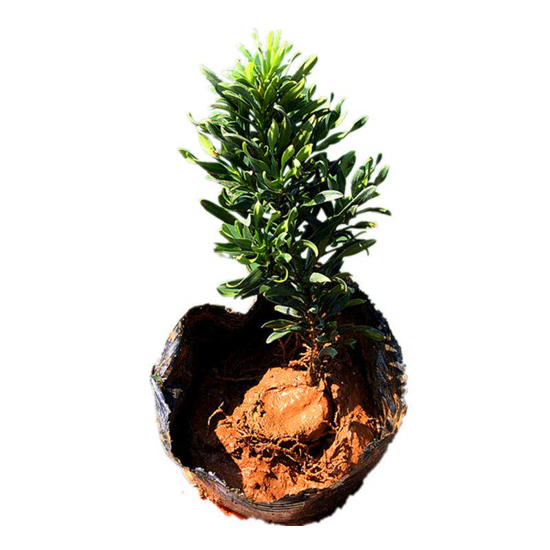 小旋风转运罗汉松卷毛绿植新奇怪桩盆景阳台地栽植物造型耐寒树苗