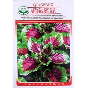 大圆叶一点红苋菜种子春季蔬菜种子春播庭院种菜花叶苋菜种子汗菜