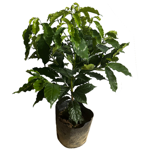 咖啡果苗盆栽咖啡豆种植苗云南小粒鲜果咖啡树卡迪姆四季可种果苗