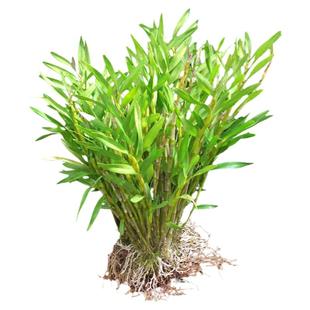 四川夹江叠鞘石斛花苗非赤水金钗石斛苗盆栽苗黄草黄橙铁皮石斛兰