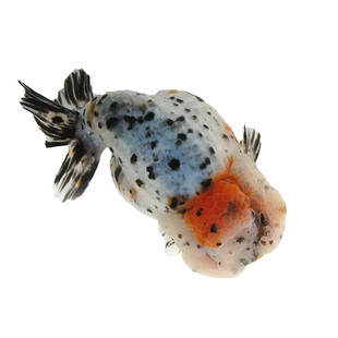 兰寿金鱼活鱼精品重墨奶牛小尾五花寿水墨寿红白兰寿黑寿好养包活