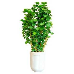 金钱兜福禄桐盆栽大型绿植客厅高级感金钱树发财树办公室内旺宅树