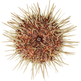 马粪海胆鲜活即食1斤小平岛大连海鲜鲜活海胆新鲜水产刺身生鲜