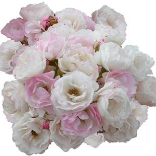 粉团蔷薇花苗老品种多花变色蔷薇粉色群开爬藤花卉植物盆栽爬墙花