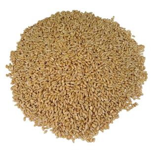 杂粮小麦粒麦芽糖食用磨面药引麦芽糖发芽草种子榨汁酿酒猫草烘焙