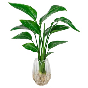 水培植物天堂鸟绿植盆栽花卉植物室内客厅无土水培龟背竹四季常绿