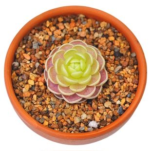 小虫草堂2直播捕虫堇食虫植物盆栽吃虫小黑飞多肉食人花捕蝇草