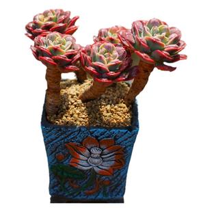 多肉植物雨滴瘤子老桩 精品控养豪华粗桩颜值品相好阳台花盆栽