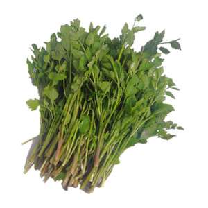 长白山野菜新鲜水芹菜500克春季山菜炒肉凉拌菜做馅产地发货