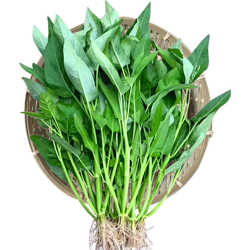 白梗柳叶空心菜四季高产大叶青菜
