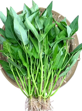 白梗柳叶空心菜四季高产大叶青菜