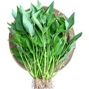 白梗空心菜种籽苗带根种子四季通菜菜苗蔬菜水孑大叶柳叶籽种青菜