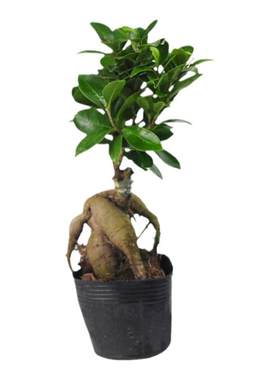 室内客厅植物造型素材苗