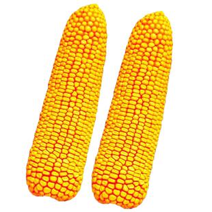 不包衣玉米种子实验用种郑单958玉米种子种籽苞米籽原种农家种籽