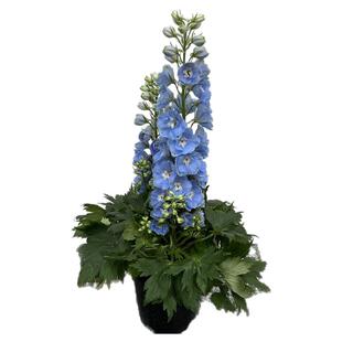 大花飞燕草大花苗盆栽重瓣耐寒庭院花园花境地栽室外植物花卉花草