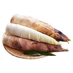 春笋新鲜现挖竹笋临安天目雷笋鲜笋腌笃鲜雷竹笋油焖笋春雷笋