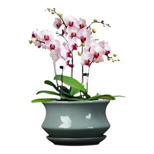兰花专用花盆透气陶瓷吊兰蝴蝶兰君子兰创意中国风绿植绿萝盆景盆