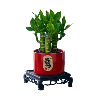 文昌竹4支金榜提名文曲星带根富贵竹室内桌面绿植盆栽含盆好养活