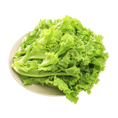 有机新鲜大叶生菜250g可生吃沙拉
