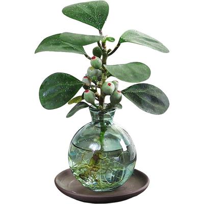 发财树客厅室内无净化空气