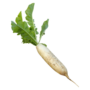 九斤王特大萝卜种子种籽秋季四季孑子籽种白皮水果白罗卜大全批发