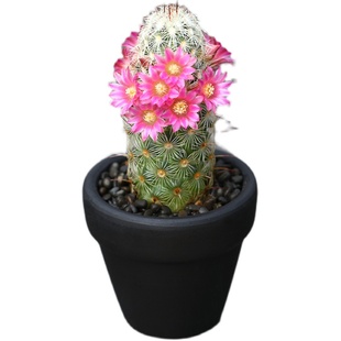 千佛手老桩超大玉珠莲千佛手8cm 仙人掌及多肉植物盆栽花卉