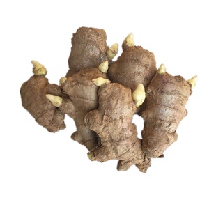 山东安丘大姜姜种种子已催芽老姜生姜黄姜种子种苗农家姜种子