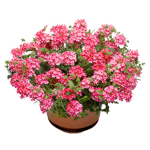 进口美女樱种子春季播四季易种室内花卉种子阳台盆栽秋播庭院花籽