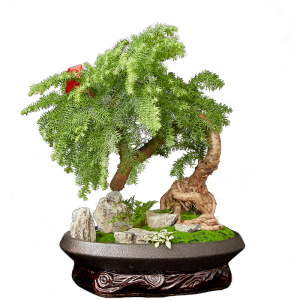 梦邦澳洲杉盆景盆栽老桩树办公桌高档造型植物大型绿植同城配送