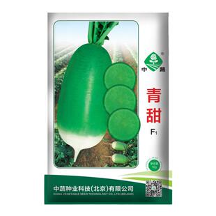农科院可春种青甜萝卜种子夏季露地种植沙窝水果萝卜种籽蔬菜种孑