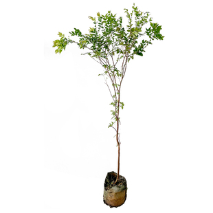 正宗四季嘉宝果苗树树葡萄沙巴艾斯卡果树南北方阳台庭院种植盆栽