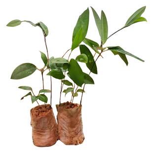 土茯苓种苗硬饭头地胡苓苗攀援灌木带土试种常绿坡地山南北种植苗