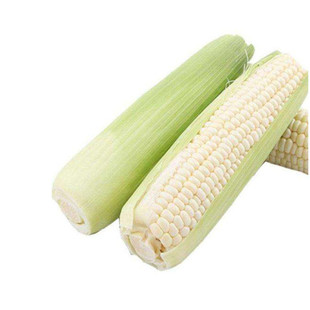 华糯2号白玉米种子白糯粘甜糯四季京科糯春禾之元种籽种孑糯米种