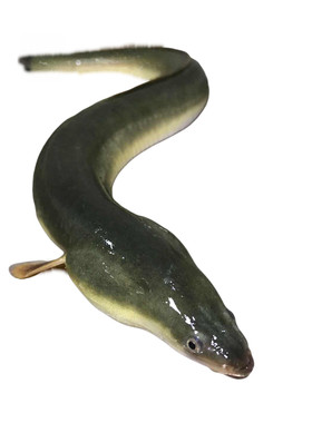 河鳗包活鲜活现杀江苏正宗野整条