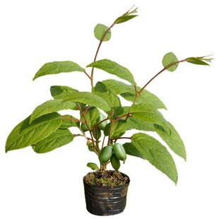 猕猴桃树果苗雌雄同株猕猴桃苗徐香嫁接南北方种植庭院四季可种植