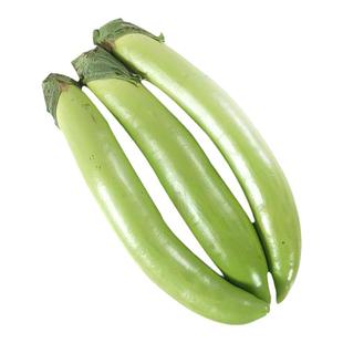 线茄绿茄子苗子种苗绿茄青皮长茄子苗秧水果秧苗盆栽蔬菜秧孑品种