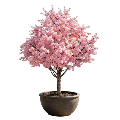 【热销榜top产品】精品樱花大树