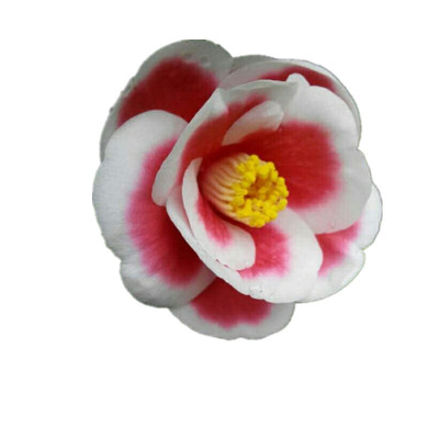 嫁接茶花苗部分带花苞