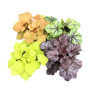 矾根盆栽阳台室外四季观叶植物耐寒耐热花卉凡根花园调色冬季常绿