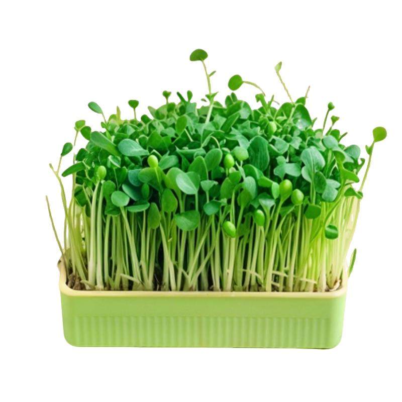 鹦鹉豌豆苗天然食用草小鸟玩具虎鸟玩具