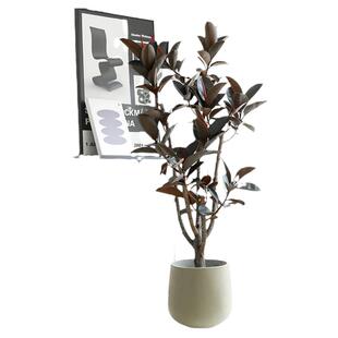 黑金刚橡皮树办公室客厅大型绿植老桩大盆栽植物室内四季好养花卉