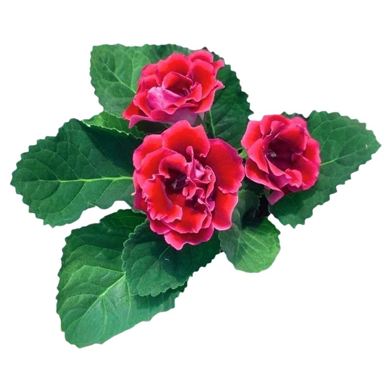 一颗包邮重瓣大岩桐盆栽带花苞发堇兰/非洲堇/苦苣苔