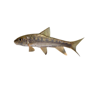 青苔鼠鱼棒花鱼似鮈沙沟鱼原生鱼翻砂清道夫吃鱼便残渣冷水鱼