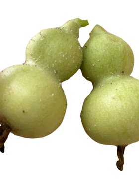 草里金葫芦种苗盆栽文玩葫芦观赏