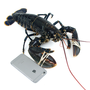 活鲜波士顿大龙虾1只1-10斤 鲜活发货 顺丰包邮江浙皖 上海可闪送