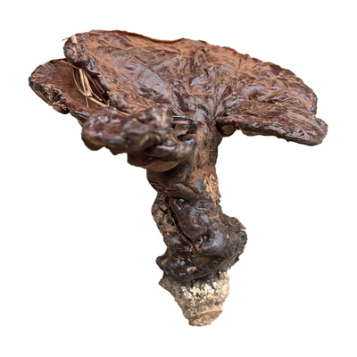 深山野生黑灵芝 整枝灵芝 整朵灵芝 晒干灵芝 干货包邮