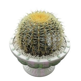 金虎仙人球室内金琥小盆栽特大号多肉植物大颗好养精品名贵仙人掌